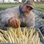 De la cueillette à l’aube au bain glacé, le ballet quotidien qui produit l’asperge parfaite du Loudunais