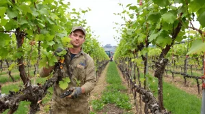 La vigne est en avance sur les vignerons et les champignons : voici pourquoi cette saison