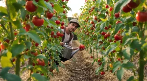 Vos tomates du jardin ont moins de goût : votre arrosoir du soir leur vole leurs arômes, voici pourquoi